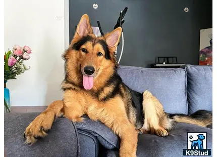 German Shepherd